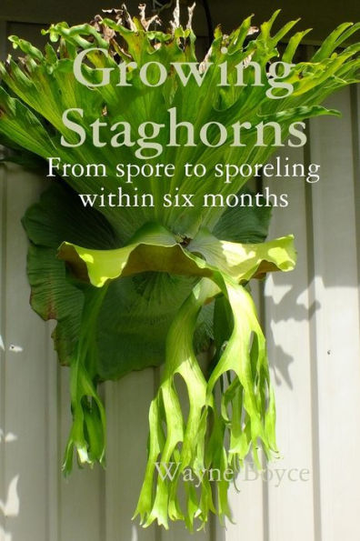 Growing Staghorns From Spore