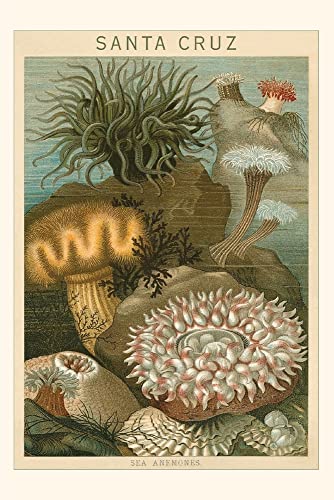 Vintage Journal Sea Anemones, Santa Cruz, California (Pocket Sized