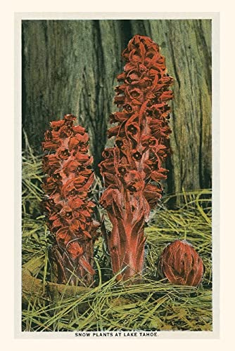 Vintage Journal Snow Plants, Lake Tahoe (Pocket Sized