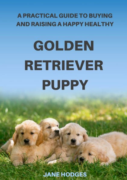 A Practical Guide To Buying And Raising A Happy Healthy Golden Retriever Puppy